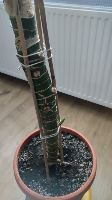 Duża difenbachia
