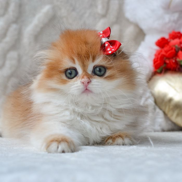 Розкішна висловуха кицюня