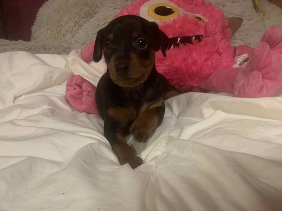 Маля цвергпінчеря