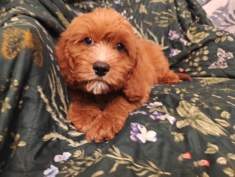 Cavapoo rudy piesek okazja