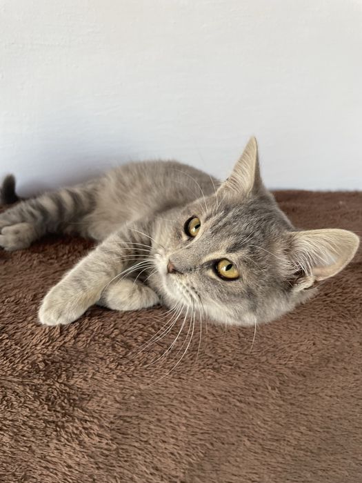 Котенок мальчик в добрые руки