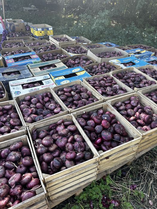 Продам ялтинську цибулю ялтинский лук , лук