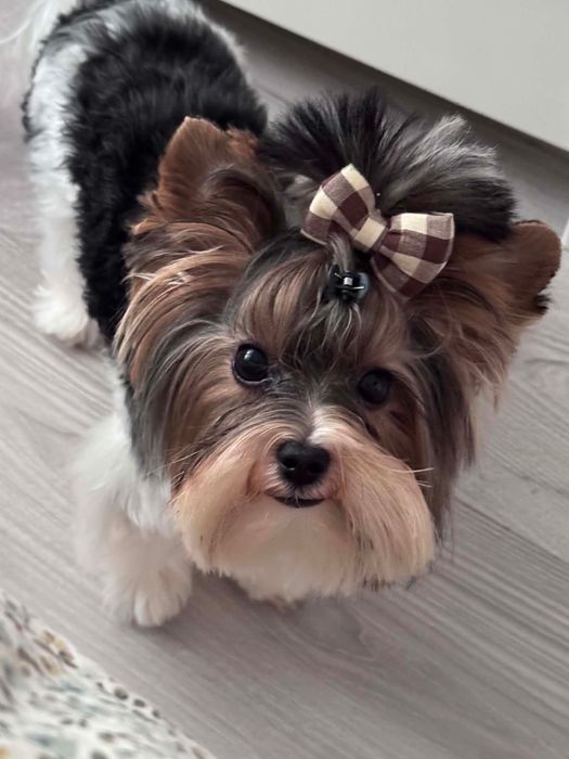 Piesek  Biewer Terrier (tricolor).