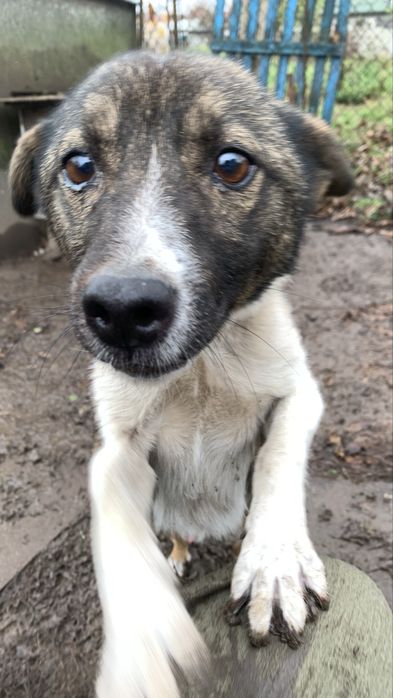 Песик шукає сімʼю ! Віддаємо песика люблячим людям. НЕ ДЛЯ ЛАНЦЮГА !