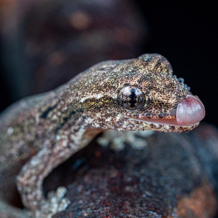 Gekony płaczące młode