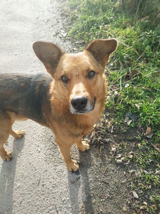 Шукаємо дім та господарів