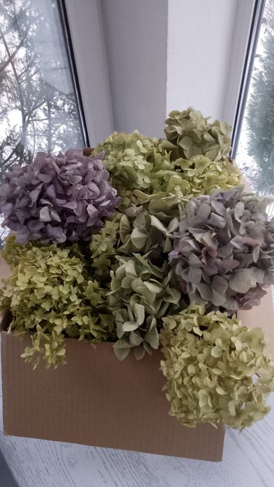 Сухоцвіти  гортензії