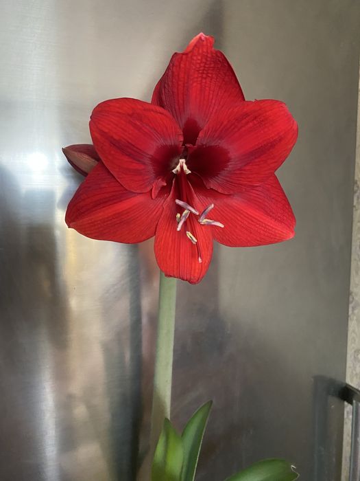 Аморалис, Гипераструм взрослые луковицы и детки