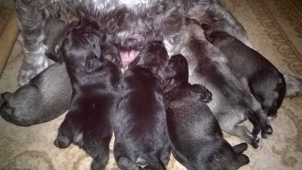 sznaucer miniaturowy