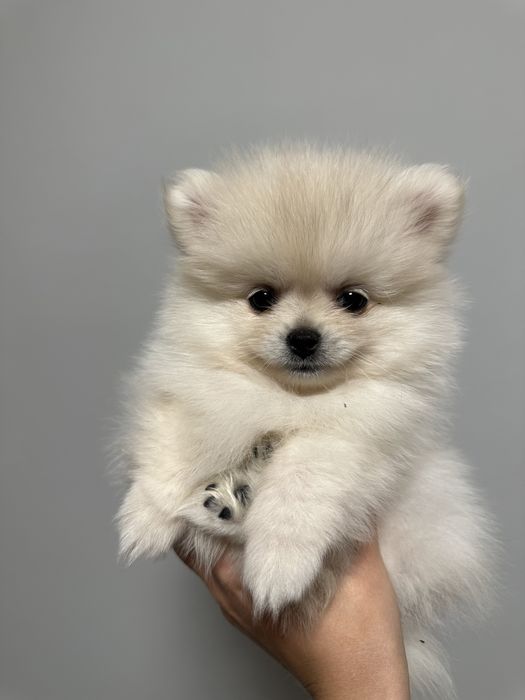 Вязка померанського шпіча, розвязаний