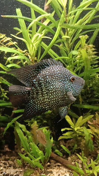 Цихлозома Діамантова