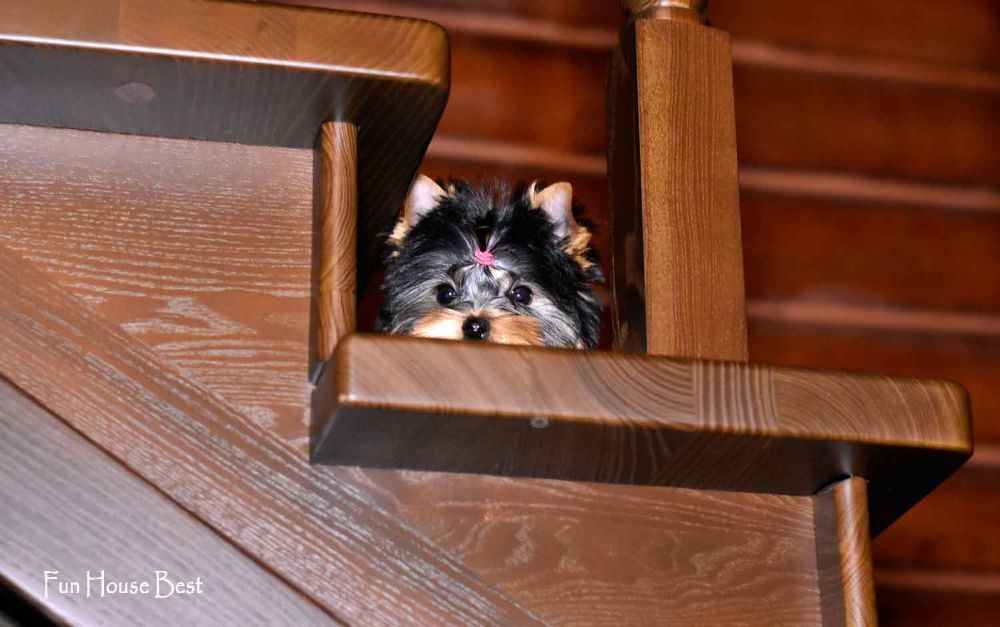 Шикарного качества девочка йоркширский терьер!