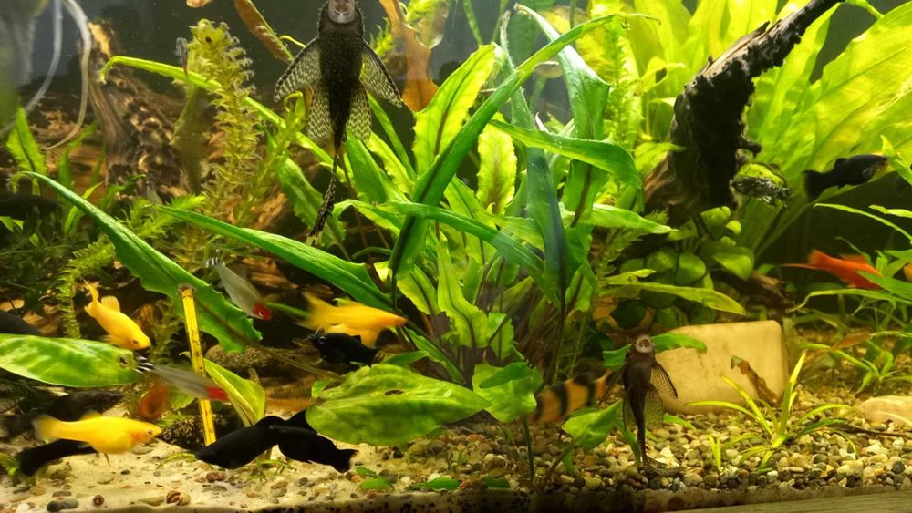 Zbrojnik pospolity glonojad albinos rośliny ROGATEK moczarka limnofili