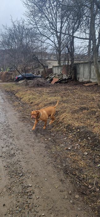 Бордоскій дог вязка