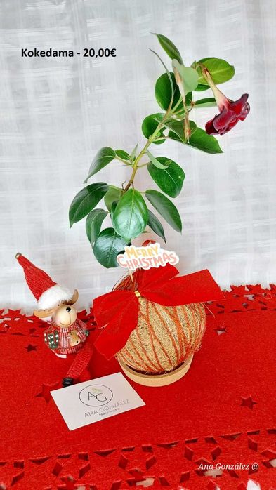 Kokedamas e Decoração artística - Plantas com Arte