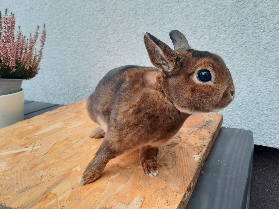 Królik karzełki castorex KCRX