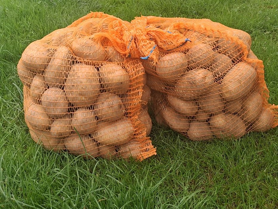 Ziemniaki jadalne denar