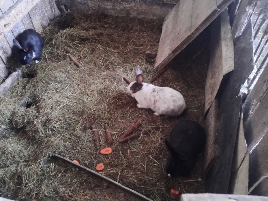 Sprzedam młode króliki