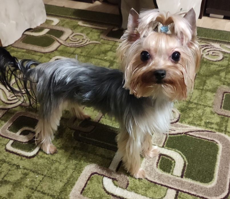 Ищем невесту для мальчика