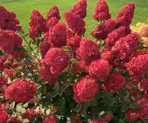 Гортензія волотиста ,, Rensam Framboisine "