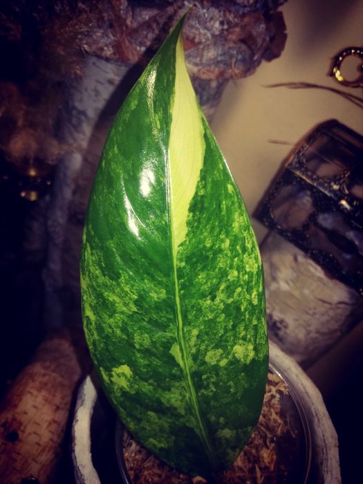 Dieffenbachia Variegata Daguensis RZADKOŚĆ monstera philodendron