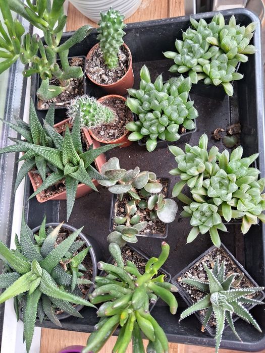 Продам рослини не дорого