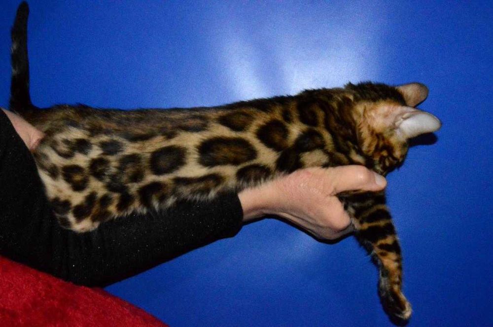 Акция. Очень яркий котенок. Питомник.Доставка