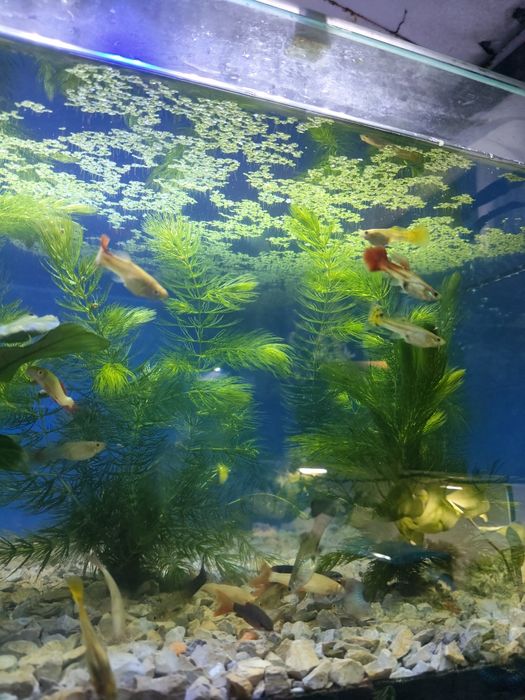 Guppys fêmeas variadas cores