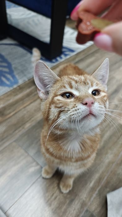 Kotek szuka ciepłego domu