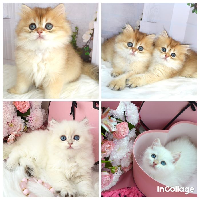 Британские котята золотая шиншилла/британські котята золота шиншила