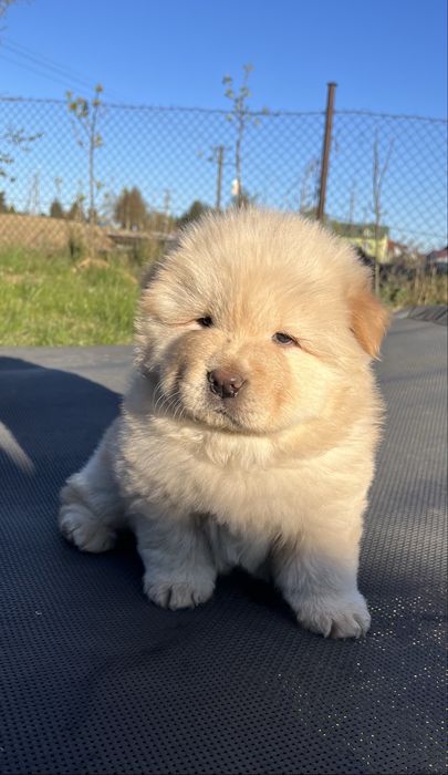 Chow chow piesek