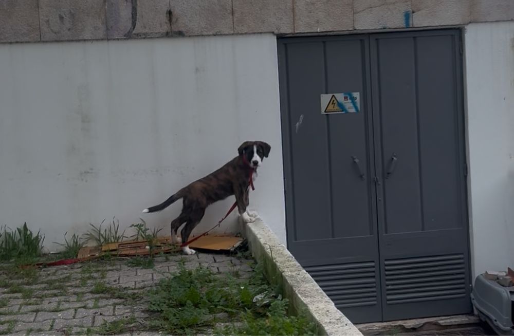 Cão docil e companheiro