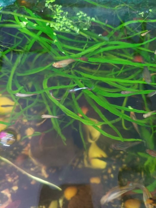 Обміняю акваріумні рибки