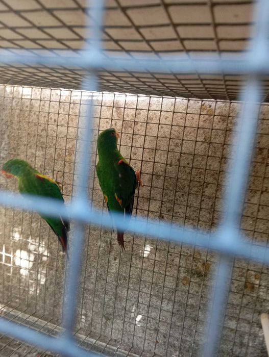 Aves para venda