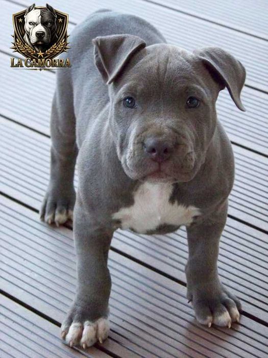 Amstaff Blue - mocny samiec