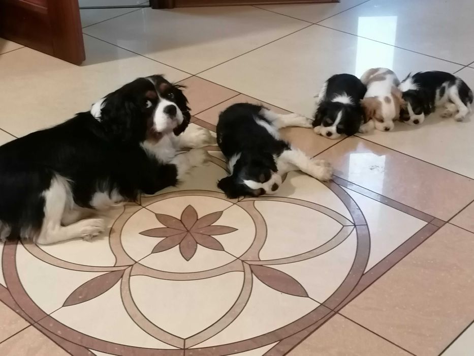 Cavalier King Charles Spaniel chłopczyk z RODOWODEM