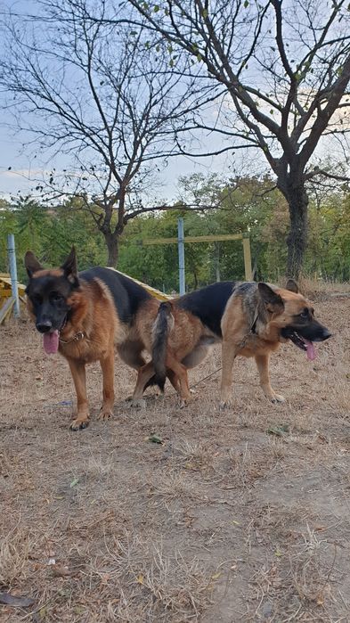 Супер щенки Немецкой овчарки. Одесса