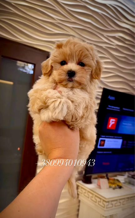 Міні карамельні цуценята мальтіпу. Найкрасивіші мальтіпу ф1