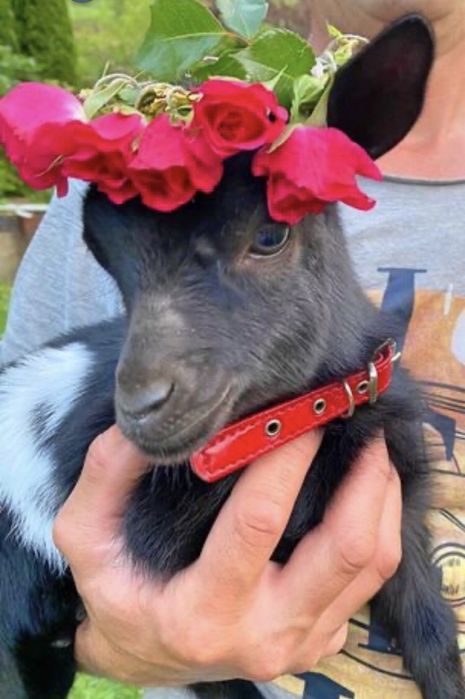 Карликрвая коза Голландский гном мини козлята