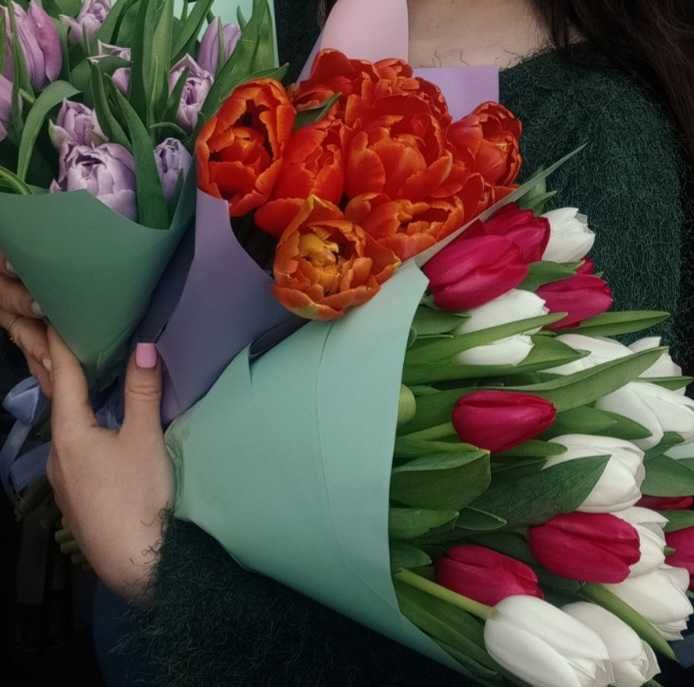 Тюльпани Україна і Голандія