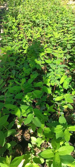 саджанці жимолості жимолость їстівна саженцы польський сорт канадський