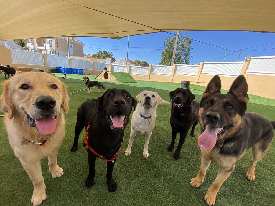 Dog Walking & Pet Sitting ao Domicílio
