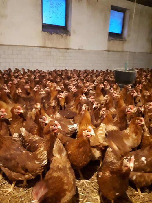 Kury nioski młode Rosa Messa Leghorn Dominant z wolnego wybiegu Dowóz