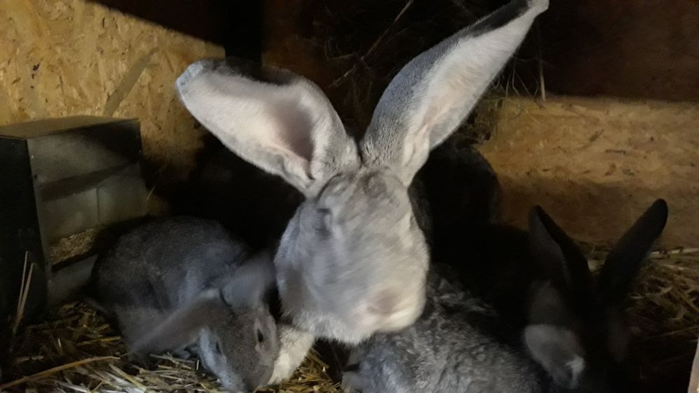 Kroliki samica z 6 młodymi