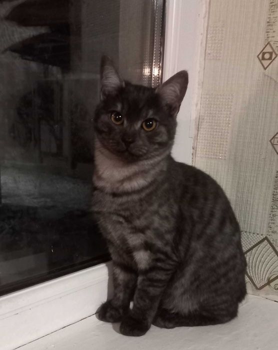 Котики шукають сім'ю!