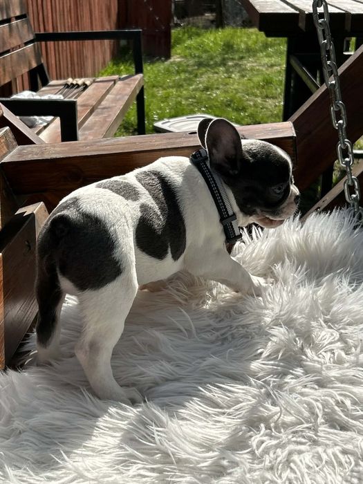 Buldog francuski piesek