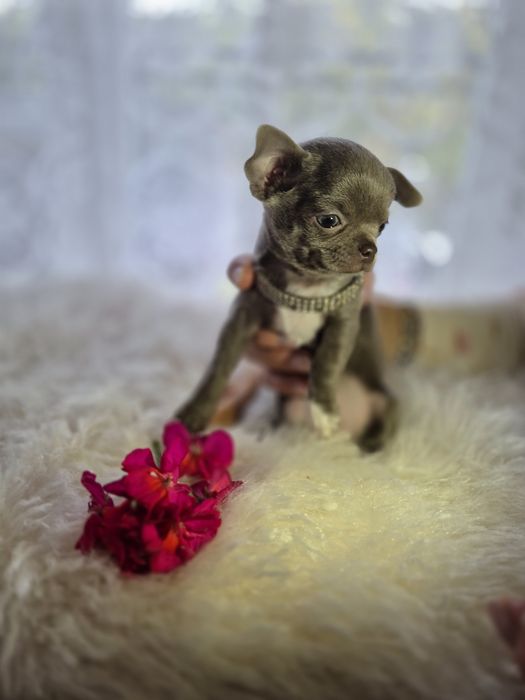 Zarezerwowana Piękna liliowa suczka chihuahua