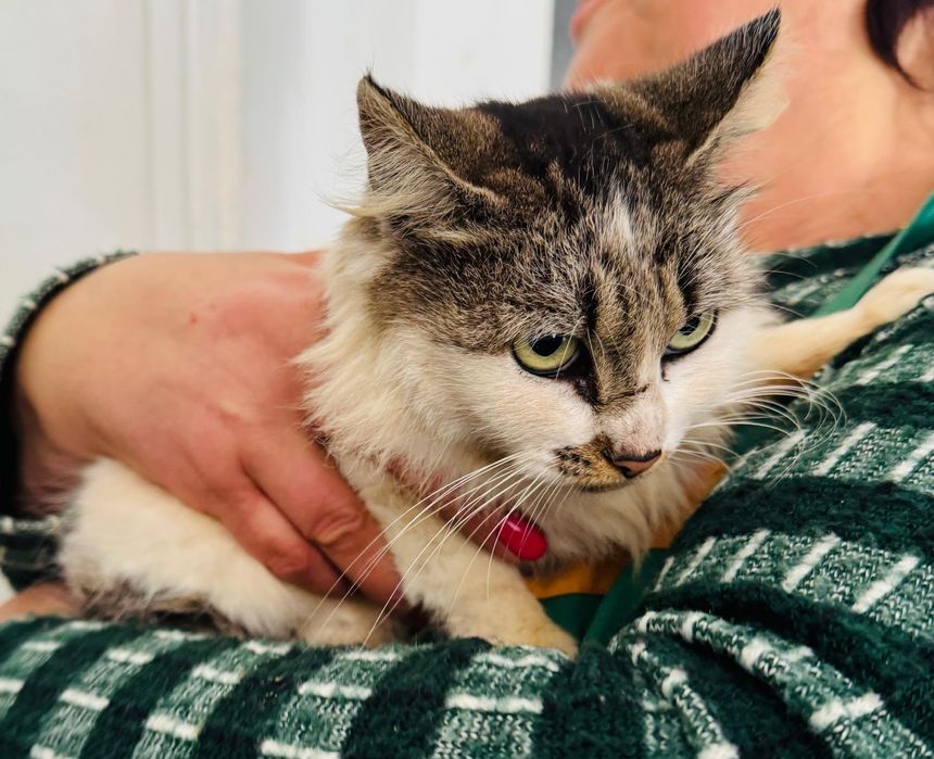 Gatinha de cerca de 2 anos