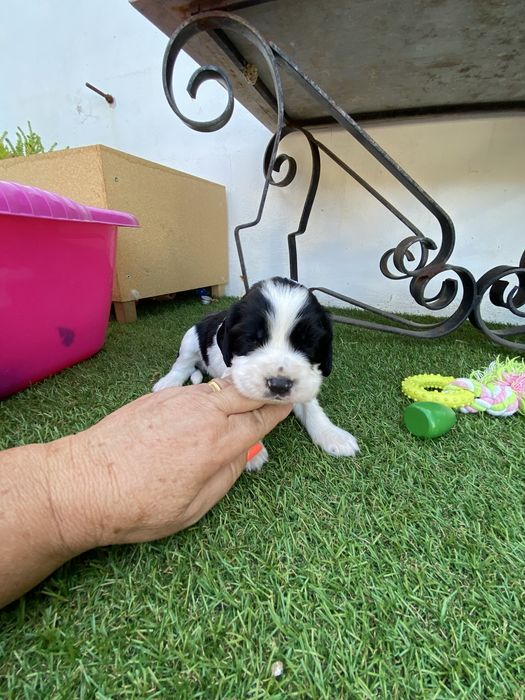 springer spaniel linha de trabalho