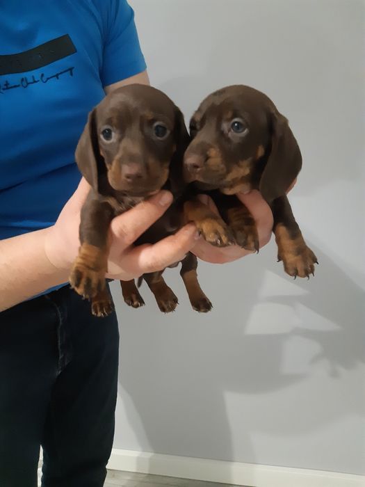 Jamnik krótkowłosy czekoladowy